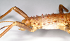 CollectionObject 1557602; 44a43d9c-40e7-4456-8af1-b89668b5bf56: copyright Natural History Museum, London. female: head and thorax, lateral view (syntype). (CollectionObject).;CollectionObject 1557603; c66fc09a-202d-49a8-b18e-b49c13d04105: copyright Natural History Museum, London. female: head and thorax, lateral view (syntype). (CollectionObject).