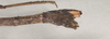 CollectionObject 1561391; c2b545e0-f65b-445d-8c94-ccf5d98b8b33: copyright OUMNH. male: end of abdomen, lateral view of Necroscia zeuxis (syntype). (CollectionObject).;CollectionObject 1561392; 42fc9fba-64dd-45a8-9c4b-d3f6ad783312: copyright OUMNH. male: end of abdomen, lateral view of Necroscia zeuxis (syntype). (CollectionObject).
