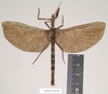 CollectionObject 1560490; faf21d13-87ac-4b01-993a-d203a4851e5e: copyright Natural History Museum, London. female (holotype). (CollectionObject).