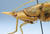 CollectionObject 1516866; 057dffdd-ce96-429e-8c55-ec5cc2836f1e: male head and pronotum, lateral view (holotype). (CollectionObject).