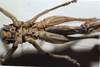 CollectionObject 1537872; 1e5469a5-a80a-4a46-b4c1-bf685763a101: female, ventral view. (CollectionObject).