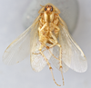 CollectionObject 1569226; 287d087e-7c81-4d7b-81c7-023fd742716e: Photo by Heidi Hopkins. Holotype, adult male, ventral habitus. (CollectionObject).
