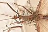 CollectionObject 1559593; 3660f0bc-112f-4325-b101-c1262d4581e1: copyright OUMNH. male: head & thorax, dorsal view of synonym Necroscia agondas (holotype). (CollectionObject).