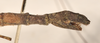 CollectionObject 1562055; c7b3f706-0afc-4d5f-b4c9-28548e119779: copyright OUMNH. female: end of abdomen, lateral view of Necroscia esacus (holotype). (CollectionObject).