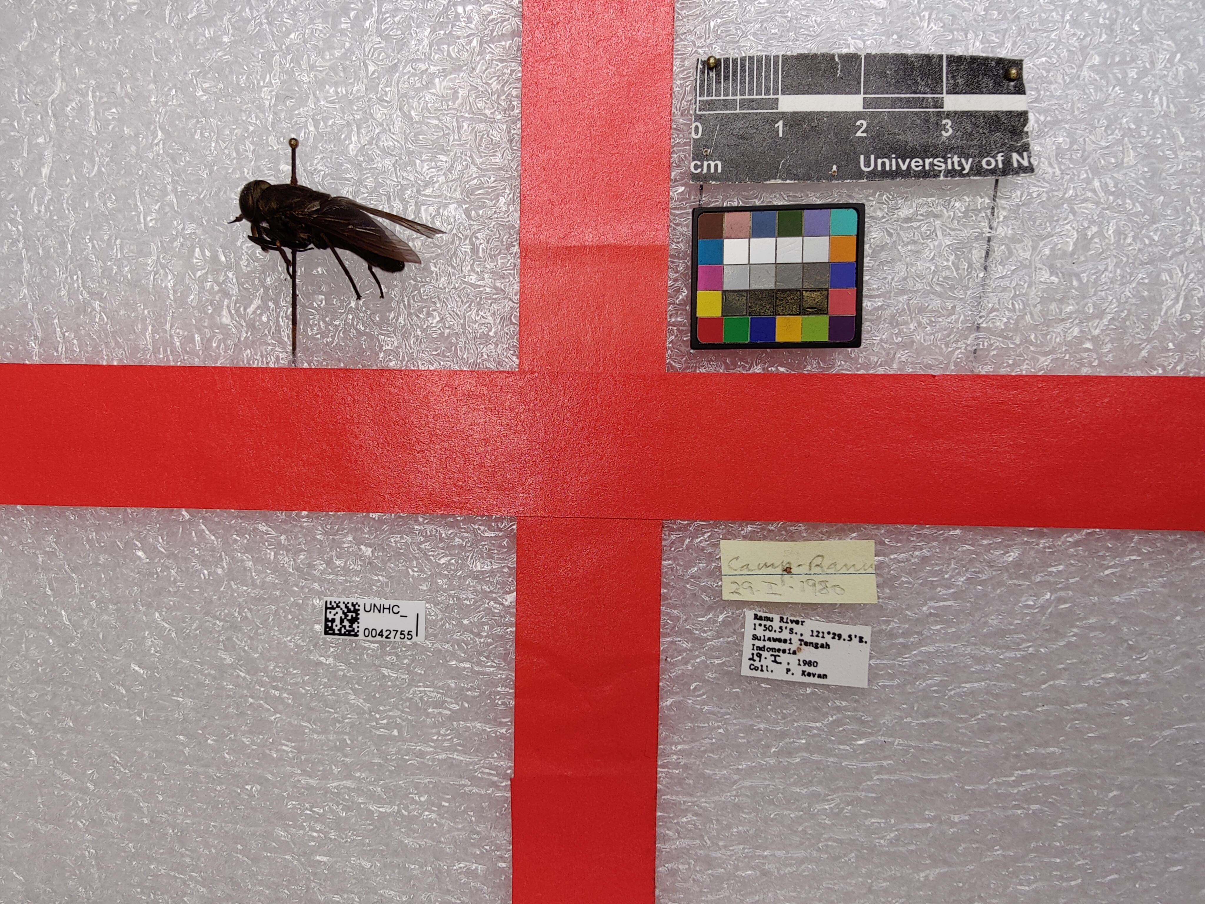 Tabanus succurvus (Tabanus succurvus)