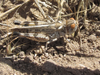 Aulocara elliotti (Thomas, 1870): female (King Canyon Road, about 5.5 miles south of Chadron, Nebraska, 3 July 2020). (Otu).