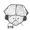 Head on Anisostylus fulgidus (Ball, 1937): (Observation).