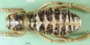 CollectionObject 1500724; 7da4fbbd-b8ea-4998-8bfd-965977538d90: female, dorsal view (holotype). (CollectionObject).