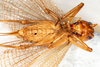 CollectionObject 1531276; 48681b7a-2be1-437d-970c-6ca62050ee3e: female, ventral view (syntype). (CollectionObject).