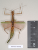CollectionObject 1559845; NHMUK(SF IMPORT DUPLICATE) 844786-844788, ea4a7d0d-2a59-4bd7-b5c8-1c0ec6194e6d: copyright Natural History Museum, London. female of Marmessoidea phluctainoides (syntype). (CollectionObject).