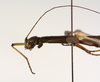 CollectionObject 1558271; 4f70f95b-a737-44d6-929d-e72e960c6a90: copyright ZMUH, Hamburg. female: head & thorax, lateral view (lectotype). (CollectionObject).