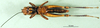 CollectionObject 1501457; 87ce4fc4-1aca-4bef-bd61-c0965a9edc78, DORSA BA000041S01: female, ventral view (holotype). (CollectionObject).