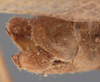 CollectionObject 1594719; 2ffdc3f2-ca5e-4a9d-9662-7a19607fab1c: male cerci (paratype). (CollectionObject).