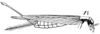 Tapinopus platyceps Saussure, 1878: Pl. 18, Fig. 68 (1). female. (Otu).