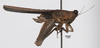 CollectionObject 1599713; d8d76795-6a08-44e9-bb09-09d831e4118b: male, lateral view (paratype). (CollectionObject).