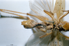 CollectionObject 1532828; NMW 7872, a111c179-d220-4e4e-b2a7-978fbe0208da: male, ventral view. (CollectionObject).