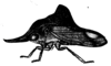 Habitus, lateral view on Nessorhinus vulpes Amyot & Audinet-Serville, 1843: (Observation).