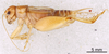 CollectionObject 1522844; a8de98c3-526b-4d44-8200-48c3a3778147: Male, lateral view (holotype). (CollectionObject).