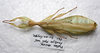 CollectionObject 1581343; a2b3837b-149d-4220-98cf-bd80f151703c: copyright ZRC Singapore. male, dorsal view (paratype). (CollectionObject).;CollectionObject 1581344; 10a2ae77-0789-48d0-8ed5-f68a7fd10f6d: copyright ZRC Singapore. male, dorsal view (paratype). (CollectionObject).