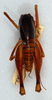 CollectionObject 1532955; edde4113-bad5-47b9-a074-ba435ccd2946: male, dorsal view. (CollectionObject).