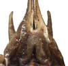 CollectionObject 1542258; INBio CRI000259352, 44dd512d-b8c0-477d-98c8-28ea6da1d25d: female, subgenital plate in detail, ventral view (specimen from Costa Rica). (CollectionObject).