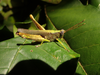 FieldOccurrence 61; d2933970-f29e-41a6-bb60-9694a3607e02; Tanzania
Amani E Usambara, 2017/11/17: female. (FieldOccurrence).