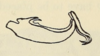 Aedeagus, lateral view on Acanthoflata salina (Dozier, 1927): (Observation).