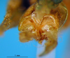 CollectionObject 1521368; 1eabd2a7-f3c3-41d2-9393-66eb2acc7530: male abdominal apex (holotype). (CollectionObject).