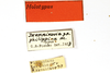 CollectionObject 1521347; 0678f2e8-9dda-4029-a568-cd94f4e29697: female, labels (holotype). (CollectionObject).