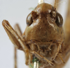 CollectionObject 1539769; 6ef2409b-b1c7-4640-98b1-6213b5ea8b39, MNHN-EO-ENSIF1605: male face (holotype). (CollectionObject).