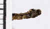 CollectionObject 1558137; 1538b937-0ef1-466b-a439-0ce0bdb24f0a: copyright MNHG, Geneva. male: end of abdomen, ventral view (syntype). (CollectionObject).;CollectionObject 1558138; e96a9060-98ad-481a-b0ea-009f1452e544: copyright MNHG, Geneva. male: end of abdomen, ventral view (syntype). (CollectionObject).