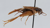 CollectionObject 2765705; 28b68905-c019-4c28-af95-d7f2a55acd68: Eunemobius carolinus carolinus. Lateral view. (CollectionObject).