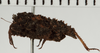 CollectionObject 1529973; NHRS 12934, 4cfef4cd-5ef2-4f50-9da3-91d068fc9a4c: male, lateral view (holotype). (CollectionObject).