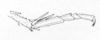 Ceuthophilus (Ceuthophilus) maculatus (Harris, 1835): Fig. 211. male, end of hindl tibia and tarsus. (Otu).