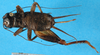 CollectionObject 1567478; 1affefd9-27b6-47a3-aa76-a7b6a1882551: female, dorsal view (paratype). (CollectionObject).