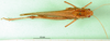 CollectionObject 1500301; 1ae711e5-d152-4219-99b9-84d251db93dd: male, dorsal view (syntype of Gastrimargus testaceus). (CollectionObject).