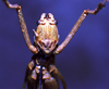 CollectionObject 1541573; b0115793-3b9b-49cd-9b6d-54d66f13f718: female, frontal view. (CollectionObject).