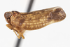Habitus, lateral view: (Observation).