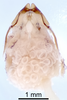 CollectionObject 1523040; 53d1bafd-53ab-46a9-9b8e-df0e528e0bc2: Male genitalia, dorsal view (holotype). (CollectionObject).