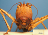 CollectionObject 1538362; 0222b970-f4cd-4973-926c-4d4123ba65c5: female, frontal view. (CollectionObject).
