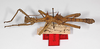 CollectionObject 1571619; 9cbf6875-3b35-4be8-8e46-d772dcb03ca1: Copyright MNCN, Madrid. Obrimus asperrimus male, dorsal view (syntype). (CollectionObject).;CollectionObject 1571620; 80eb5d10-66c3-42f3-a65f-cba3849133e5: Copyright MNCN, Madrid. Obrimus asperrimus male, dorsal view (syntype). (CollectionObject).