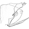 Pygofer, lateral view on Coccineasca coccinea (Fitch, 1851): Genital capsule, lateral view. (Observation).