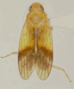 Habitus, dorsal view on Biza craspa Kramer, 1962: Male holotype [USNM]: habitus, dorsal view. (Observation).