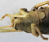 female, anterior portion of body, dorsal view (paratype). Depicts Odontura (Odontura) microptera Chopard, 1943, an Otu.