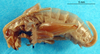 CollectionObject 1502553; ab773803-4a60-4c00-afdc-cc707a1e11cb: femal nymph (Gryllacris inconspicua var. fleischeri). (CollectionObject).