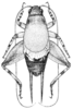 Pl. 13 Fig. 1. male, dorsal view. Depicts Cycloptilum zebra (Rehn & Hebard, 1905), an Otu.