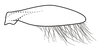 Subgenital plate, ventral view on Coarctana striata Domahovski & Cavichioli, 2023: Male holotype [DZUP]: subgenital plate, ventral view. (Observation).