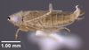Habitus, lateral view: !! display not done !! on Destria bisignata (Sanders & DeLong, 1923): (Observation).