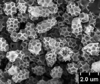 Brochosomes on Cuerna alpina Oman & Beamer, 1944: CR459 | U.S.A., South Dakota, Vermillion, 5-IV-1956, W. M. Hantsbarger | SDSU. (Observation).