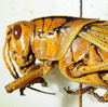 2012. female, head and pronotum, lateral view. Depicts CollectionObject 1564545; dd6ee21a-d3f5-4fc0-aed6-a27a87d86faa, a CollectionObject.